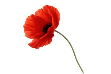 Obraz premium Red poppy flower with soft petals blooming, symbolizing remembrance and peace, isolated on transparent background
