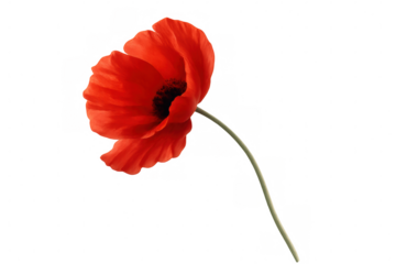 Red poppy flower with soft petals blooming, symbolizing remembrance and peace, isolated on transparent background