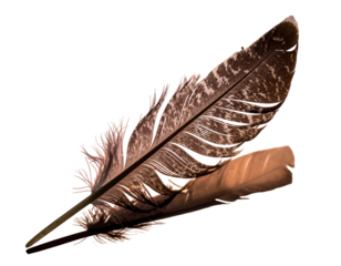 Close-up of a detailed brown and white feather set against a black background