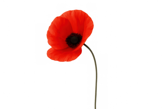 Single red poppy flower with a black center and green stem, symbolizing remembrance, peace, and natural beauty. Transparent background