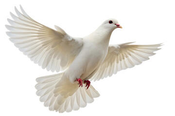 Beautiful White Dove in Flight Against Pure White Background