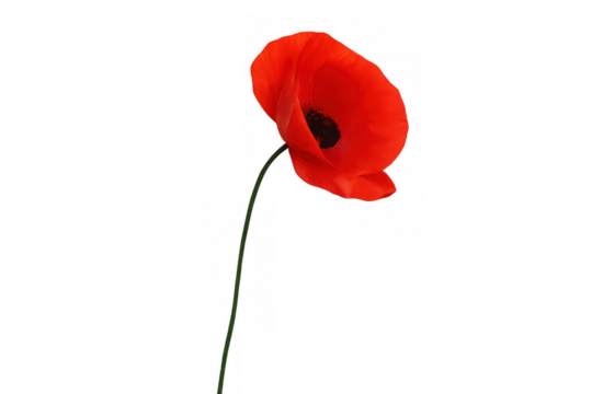 Single red poppy flower on a bending green stem. Symbolizing remembrance, peace, and nature. Isolated with a transparent background - Powered by Adobe