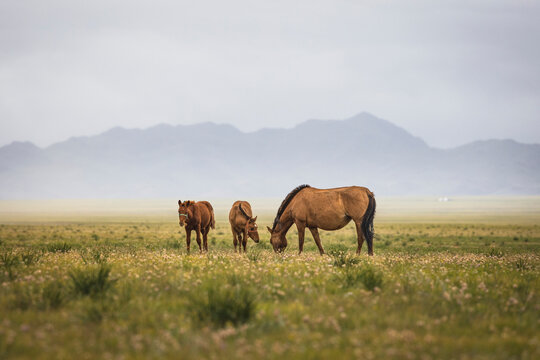 two horses on Mongolian steppe