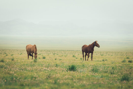two horses on Mongolian steppe