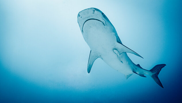 Tiger shark cruising in the Indian ocean close to Male / Maldives