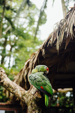 Red-Lored Amazon Parrot Resting on Tree Branch at Animal Sanctuary