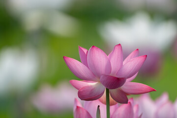Obraz premium 美しい蓮の花 