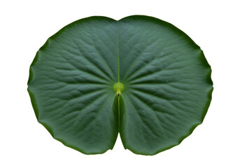 Naklejka premium Isolated Floating Lily Pad, Aquatic Plant Detail, Botanical Study, Natural Texture and Veins