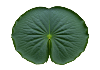 Isolated Floating Lily Pad, Aquatic Plant Detail, Botanical Study, Natural Texture and Veins