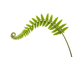Isolated Fresh Fern Leaf Unfurling, Green Frond Sprouts, Botanical Beauty, Wild Plant, Natural