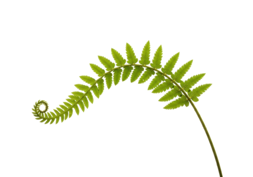 Isolated Fresh Fern Leaf Unfurling, Green Frond Sprouts, Botanical Beauty, Wild Plant, Natural