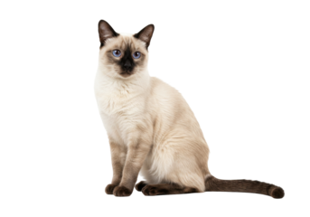 Isolated Siamese cat sitting and looking at the camera, portrait shot of a seal point kitty