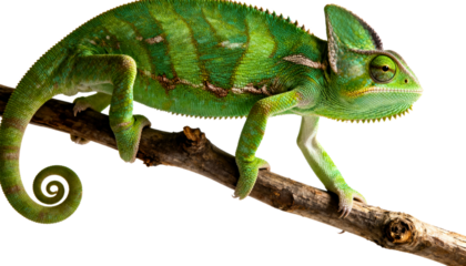 A vibrant green chameleon perched on a tree branch against a white background., transparent background png