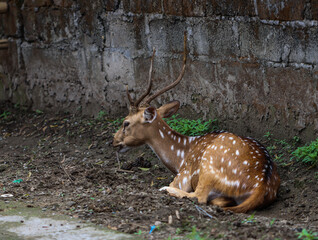 Spotted Deer Resting on Soil Near Old Stone Wall