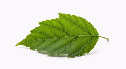 Obraz premium green leaf isolated on white, green leaf on white background, close up of fresh green leaf, single leaf macro detail, botanical nature leaf texture, maple leaf with white background