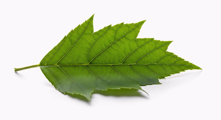 Fototapeta premium green leaf isolated on white, green leaf on white background, close up of fresh green leaf, single leaf macro detail, botanical nature leaf texture, maple leaf with white background