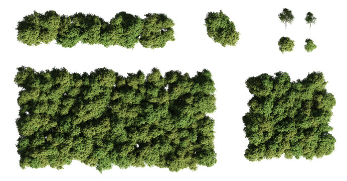 trees in the forest, top view, area view, isolated on transparent background, 3D illustration, cg render
