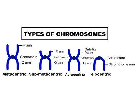 Types of chromosomes based on the position of centromere. Telocentric, acrocentric, submetacentric and metacentric.Diagram or infographic for education.Biology and science.Vector illustration.