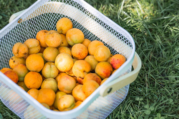 A basket full of apricots on a table in the garden. A harvest of fruit.