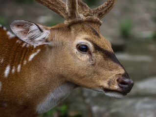 Close-Up Portrait of Spotted Deer with Antlers and Brown Fur in Natural Habitat