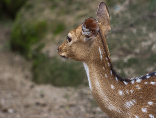 Side Profile of a Spotted Deer in Natural Habitat