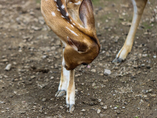 Spotted Deer Cleaning Its Leg in Natural Habitat