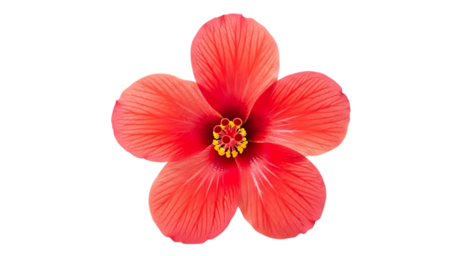 Vibrant red hibiscus flower isolated on transparent background