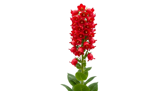 Tall stalk of vibrant red cardinal flower isolated on transparent background