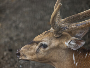 Close-Up Portrait of a Spotted Deer with Velvet Antlers in Natural Habitat