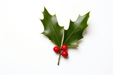 Christmas Holly leaf christmas cherry holly.