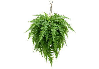Isolated Hanging fern plant on display, green leafy foliage in abundance, decoration © Paul