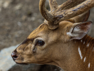Close-Up Portrait of a Spotted Deer with Velvet Antlers in Natural Habitat