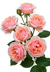 Fototapeta premium A pristine cluster of soft pink and blush garden roses in various bloom stages with vibrant emerald leaves, macro shot against transparent background with copy space, pure floral elegance concept