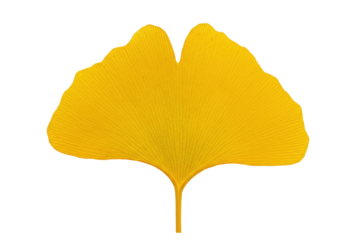 Isolated Ginkgo leaf in autumn color, yellow, fan-shaped, plant part, botanical, detailed veins