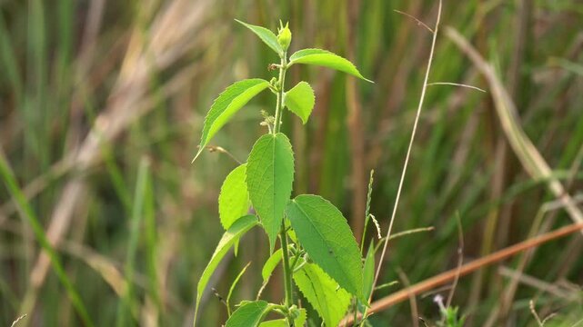 close up of stinging nettle plant known as Bichhu booti plant in india. 