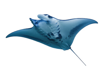 Isolated Manta Ray gliding underwater, marine wildlife with unique markings, ocean life