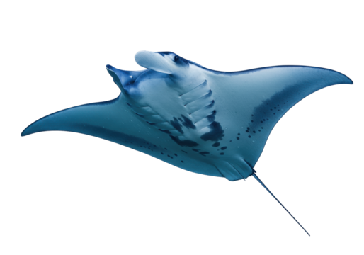 Isolated Manta Ray gliding underwater, marine wildlife with unique markings, ocean life