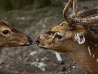 Two Spotted Deer Face to Face in Natural Habitat