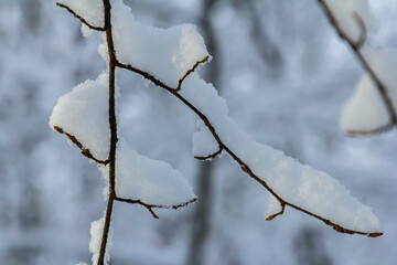 Snow blankets tree branches in a serene winter landscape capturing the beauty of nature during a snowy day
