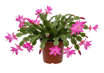 Isolated potted Thanksgiving cactus with pink blooms, a beautiful floral houseplant, flowering