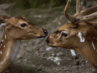 Two Spotted Deer Touching Noses in the Wild