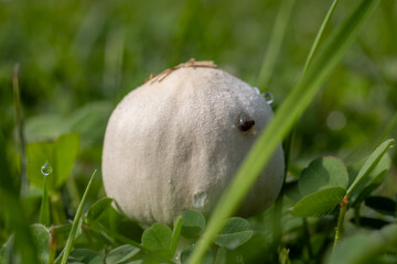 Close-up of a smooth, dome-shaped wild mushroom covered in dew drops