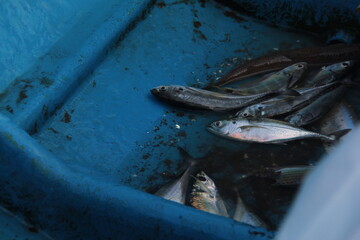 Freshly caught fish lying in a blue container at the fishing dock. Realistic image of seafood harvest and local fishing industry. Perfect for themes of marine life, seafood, and sustainability
