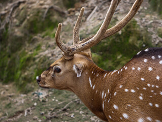 Obraz premium Majestic Spotted Deer with Velvet Antlers in Natural Habitat