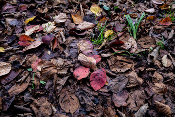 色づき始めの落ち葉