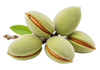 Isolated young green almonds on branch ready to be harvested; healthy eating concept