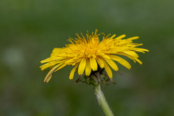 Side-angle close-up of a vibrant yellow dandelion flower on a green background