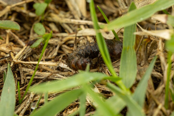 Close-up of a dark caterpillar or grub hiding in dry grass and foliage, nature and wildlife concept