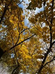 Autumn maple yellow leaves on the tree, fall mood, autumn vibe, leaves texture 