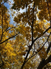 Autumn maple yellow leaves on the tree, fall mood, autumn vibe, leaves texture 